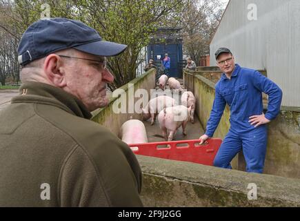 19 avril 2021, Brandebourg, Letschin: Karsten Ilse (r), agriculteur, conduit ses derniers porcs d'engraissement de la grange à un point de chargement tôt dans la matinée. Henrik Wendorff (l), Président de l'Association des agriculteurs de Brandebourg, s'intéresse à cette question. En raison de la situation problématique pour les éleveurs de porcs dans les zones de restriction de la PPA, l'agriculteur Karsten Ilse a cédé après 24 ans son élevage de porcs d'engraissement. Ce matin, Ilse, l'un des rares éleveurs de porcs du district de Märkisch-Oderland, a chargé ses 36 derniers porcs d'engraissement et les a envoyés lors de leur dernier voyage à Kellinghusen. L'abattoir du Schleswig-Holstein Banque D'Images