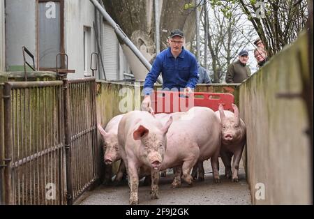 19 avril 2021, Brandebourg, Letschin: Karsten Ilse, agriculteur, conduit ses derniers porcs d'engraissement de la grange à un point de chargement tôt dans la matinée. En raison de la situation problématique pour les éleveurs de porcs dans les zones de restriction de la PPA, l'agriculteur Karsten Ilse a cédé après 24 ans son élevage de porcs d'engraissement. Ce matin, Ilse, l'un des rares éleveurs de porcs du district de Märkisch-Oderland, a chargé ses 36 derniers porcs d'engraissement et les a envoyés lors de leur dernier voyage à Kellinghusen. L'abattoir du Schleswig-Holstein est le seul à pouvoir abattre des porcs domestiques dans les zones de restriction de l'AEP. TH Banque D'Images