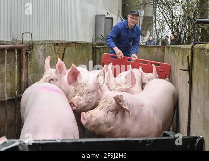 19 avril 2021, Brandebourg, Letschin: Karsten Ilse, agriculteur, conduit ses derniers porcs d'engraissement de la grange à un point de chargement tôt dans la matinée. En raison de la situation problématique pour les éleveurs de porcs dans les zones de restriction de la PPA, l'agriculteur Karsten Ilse a cédé après 24 ans son élevage de porcs d'engraissement. Ce matin, Ilse, l'un des rares éleveurs de porcs du district de Märkisch-Oderland, a chargé ses 36 derniers porcs d'engraissement et les a envoyés lors de leur dernier voyage à Kellinghusen. L'abattoir du Schleswig-Holstein est le seul à pouvoir abattre des porcs domestiques dans les zones de restriction de l'AEP. TH Banque D'Images