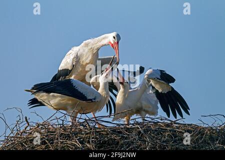 Porc blanc européen (Ciconia ciconia). La nourriture de disgorging d'oiseau de parent pour les poussins dans le nid. Allemagne Banque D'Images