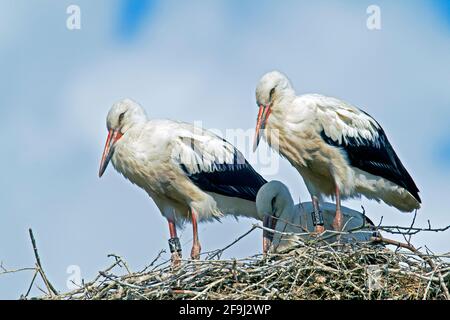 Porc blanc (Ciconia ciconia). Trois juvéniles sur le nid. Allemagne Banque D'Images