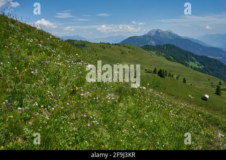 Almwiesen, Blumenwiesen, Mussen, auf der Mussen, Blumenberg, Lesachtal, Gailtaler Alpen, Kärnten, Österreich Banque D'Images