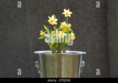 jonquilles plantées dans un seau à champagne Banque D'Images