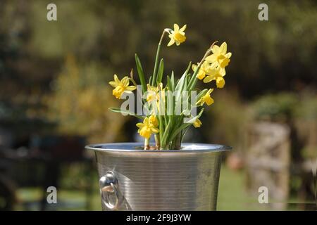 jonquilles plantées dans un seau à champagne Banque D'Images