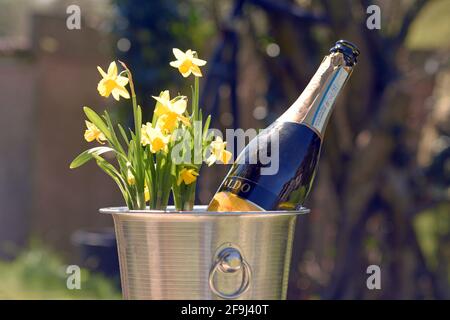 jonquilles plantées dans un seau à champagne Banque D'Images