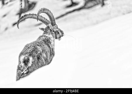 Portrait noir et blanc de l'ibex alpin dans la neige (Capra ibex) Banque D'Images