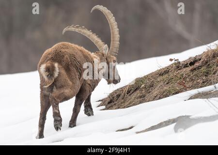 Alpine ibex mâle à la recherche de nourriture en hiver (Capra ibex) Banque D'Images