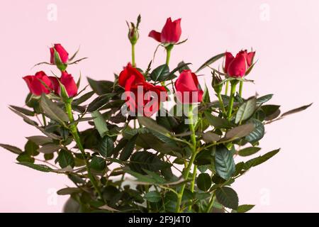 Roses d'intérieur bushy dans une casserole blanche. Culture et vente de fleurs miniatures décoratives. Un cadeau parfait pour votre anniversaire, la Saint-Valentin, 8 mars, Mothe Banque D'Images