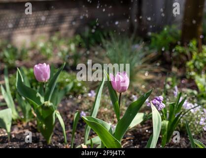 tulipes lilas sur lit de fleurs en spray, gouttes d'eau le jour ensoleillé Banque D'Images