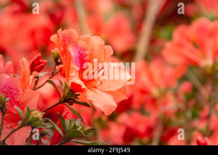 Belles fleurs d'azalée rouge sur l'île Lantau de Hong Kong. Banque D'Images