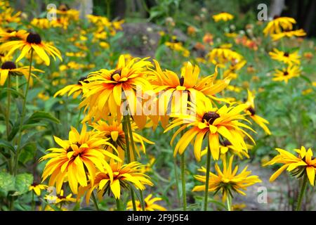 L'échinacée jaune fleurit sur fond vert pendant la journée. Fleur de conée orange vif dans la prairie. Banque D'Images