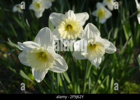 Weisse Narzissen, Narzissenblüte (Narcisse Pseudonarcissus), Allemagne Banque D'Images