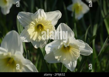 Weisse Narzissen, Narzissenblüte (Narcisse Pseudonarcissus), Allemagne Banque D'Images