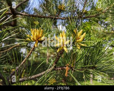 Branche de pin avec de longues aiguilles et jeunes cônes strokeils frais de couleur vert lime poussant dans un parc à la fin du printemps, début de l'été. Banque D'Images