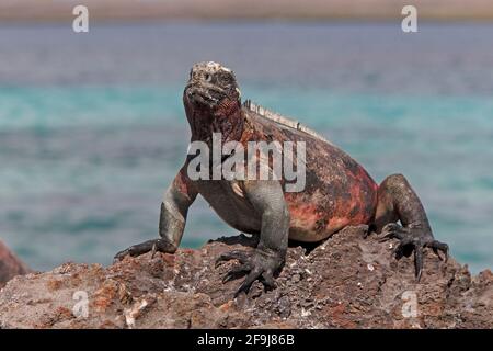 Basking d'iguana marine, Espanola, Galapagos, novembre 2014 Banque D'Images