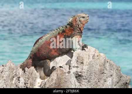 Basking d'iguana marine, Espanola, Galapagos, novembre 2014 Banque D'Images