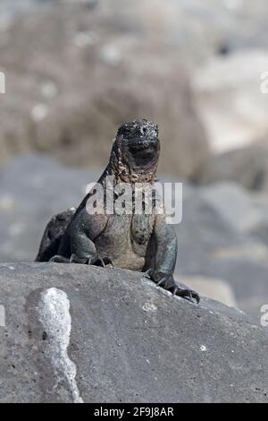 Basking d'iguana marine, Espanola, Galapagos, novembre 2014 Banque D'Images