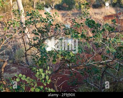 Coastal Caper (Capparis spinosa) en pleine croissance dans le parc national Millstream Chichester, Australie occidentale. Banque D'Images