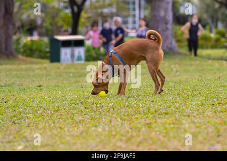Chiot mignon jouant avec une balle dans la bouche Banque D'Images