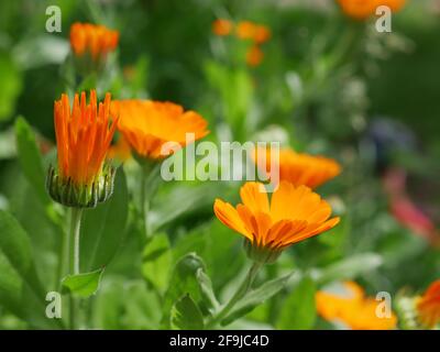 Gros plan de fleurs de calendula orange vif qui poussent dans un jardin par une journée ensoleillée. Tuyau d'eau sur l'arrière-plan. Banque D'Images