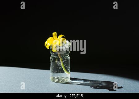 Vase de fleur minimalisme. Fleur jaune sur fond gris-noir. Motif graphique conceptuel du ressort. Composition horizontale en plein soleil. B Banque D'Images