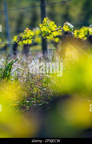 Nouveau bug et laisse pousser au début de printemps sur un treillis de vigne vignoble de Bordeaux Banque D'Images