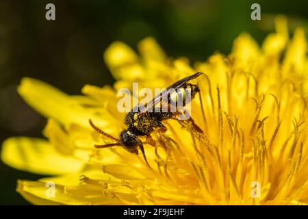 Nomada fucata (abeille nomade peinte) espèce d'abeille solitaire sur un pissenlit commun (Taraxacum officinale), Royaume-Uni. Pollinisateurs d'insectes, pollinisation, pollinisateurs. Banque D'Images