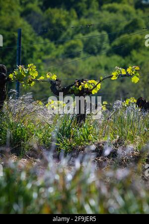 Nouveau bug et laisse pousser au début de printemps sur un treillis de vigne vignoble de Bordeaux Banque D'Images