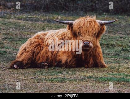 Une vache écossaise dans les montagnes regardant dans l'appareil photo posé un filtre anti-pelage robuste ajoute une attention sélective à espace de copie de l'aide dans le bac Banque D'Images