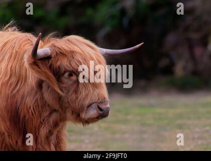 foyer sélectif de la tête et des épaules d'une vache de montagne Magnifique arrière-plan foncé avec une couche rouge pour faciliter la copie Banque D'Images