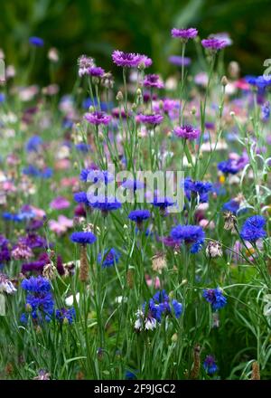 prairie de fleurs sauvages en rose et bleu, y compris cosmos et des fleurs de maïs dans une image verticale à mise au point sélective avec un espace de copie Banque D'Images