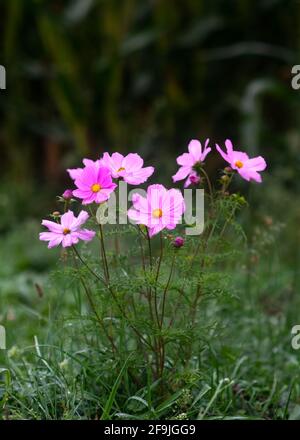image verticale dans un foyer sélectif de magnifiques fleurs sauvages de cosmos roses croissance dans la campagne magnifique nature florale arrière-plan copie espace à th Banque D'Images
