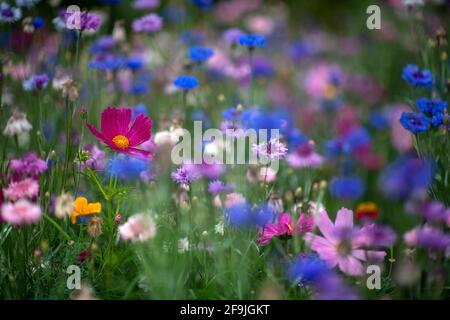 arrière-plan coloré et vibrant de fleurs sauvages dans un bokah flou, tourné pour l'espace de copie et le recouvrement de texte montrant cosmos et fleurs de maïs Banque D'Images