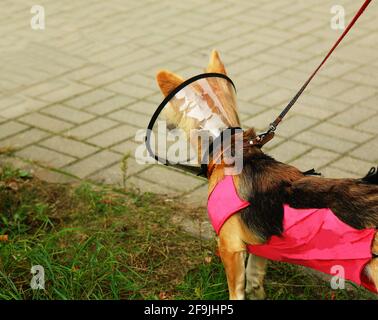 Chiens dans un col élisabéthain après la chirurgie. Soins pour l'animal. Banque D'Images