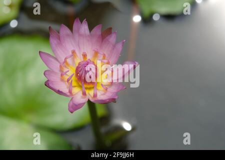 Gros plan vue de dessus angle de fleur rose eau lys fleur avec tige le matin. Photo d'image Banque D'Images