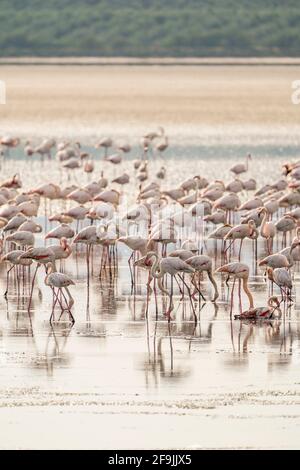 Grande flamingos (Phoenicopterus roseus) se nourrissant dans les eaux peu profondes de la réserve de Fuente de Piedra, lac salé, Malaga, Espagne. Banque D'Images