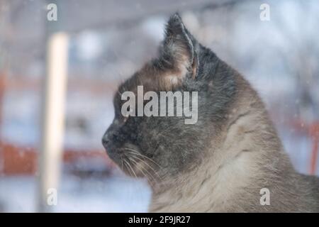 Hiver glacial. Cat Outdoor regarde par la fenêtre. Chat siamois. Oreilles et yeux drôles. Motif d'arrière-plan pour la conception. Banque D'Images