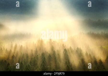 La lumière du soleil se brisant à travers le brouillard de brume au bois de forêt d'épinette dans suisse saxonne Banque D'Images