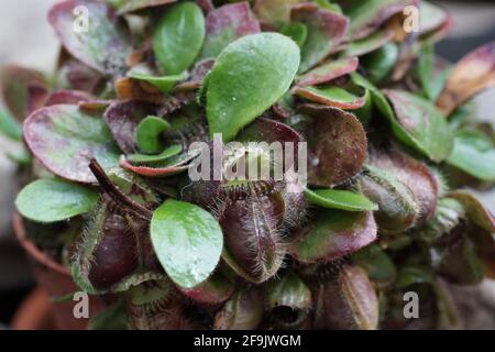 Cephalotus folliculaire Banque D'Images