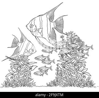 Aquarium avec angelfish pour colorier. Poissons Pterophyllum et modèles de tétra néon. Livre de coloriage pour les enfants et les adultes. Banque D'Images