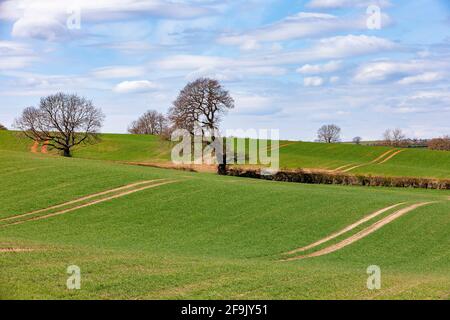 Rouler dans la campagne du Northamptonshire avec des cultures qui poussent près de Brixworth, Englod, Royaume-Uni. Banque D'Images