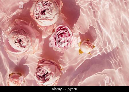 Roses dans l'eau avec ondulation sur fond rose Banque D'Images