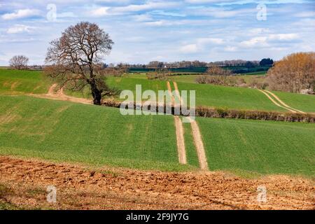 Rouler dans la campagne du Northamptonshire avec des cultures qui poussent près de Brixworth, Englod, Royaume-Uni. Banque D'Images