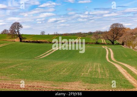 Rouler dans la campagne du Northamptonshire avec des cultures qui poussent près de Brixworth, Englod, Royaume-Uni. Banque D'Images