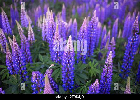 Paysage coloré de prairies à fleurs naturelles de lupins fleurs dans les tons bleu-violet. Fleurs sauvages et herbes sauvages sur un champ de fleurs. Backgrou floral Banque D'Images