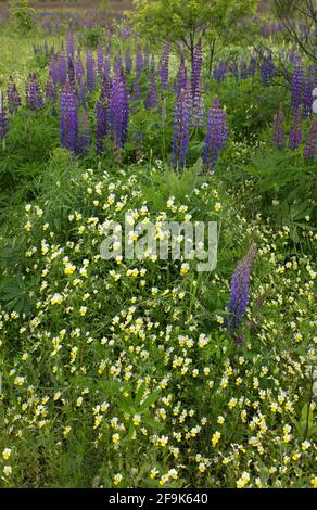 Prairies naturelles colorées à fleurs de lupins et de violettes jaunes - blanches. Fond floral, place pour le texte. Banque D'Images