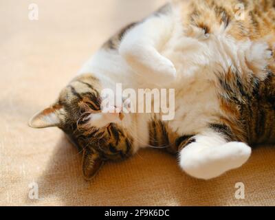 Cat allongé sur le dos Banque D'Images