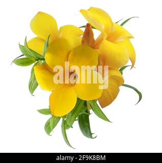 Trompette d'or ou fleur d'Allamanda isolée sur fond blanc Banque D'Images