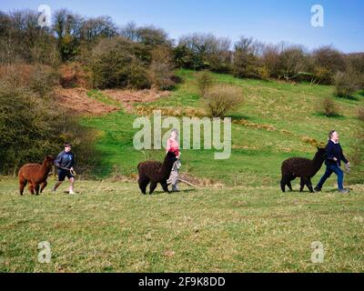Alpaga trekking dans le parc national de Peak District, Harewood House Farm, Holymoorside près de Chatsworth House, Derbyshire, Royaume-Uni Banque D'Images