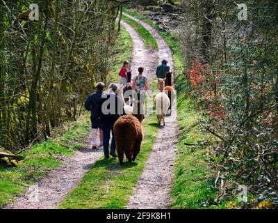 Alpaga trekking dans le parc national de Peak District, Harewood House Farm, Holymoorside près de Chatsworth House, Derbyshire, Royaume-Uni Banque D'Images